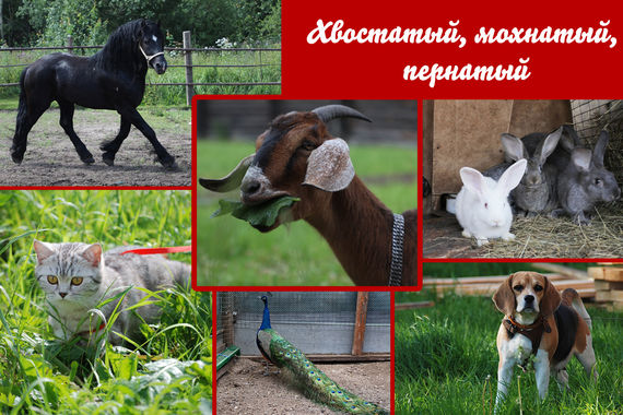Хвостатый, мохнатый, пернатый